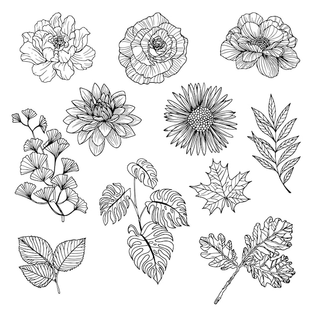 Set of Flower and leaf line art flora clipart