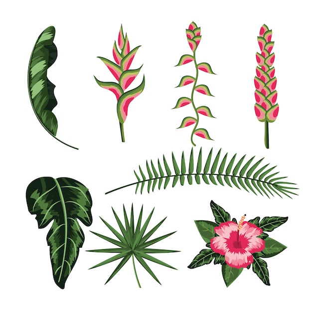 Vector set flower and natural leaves plants