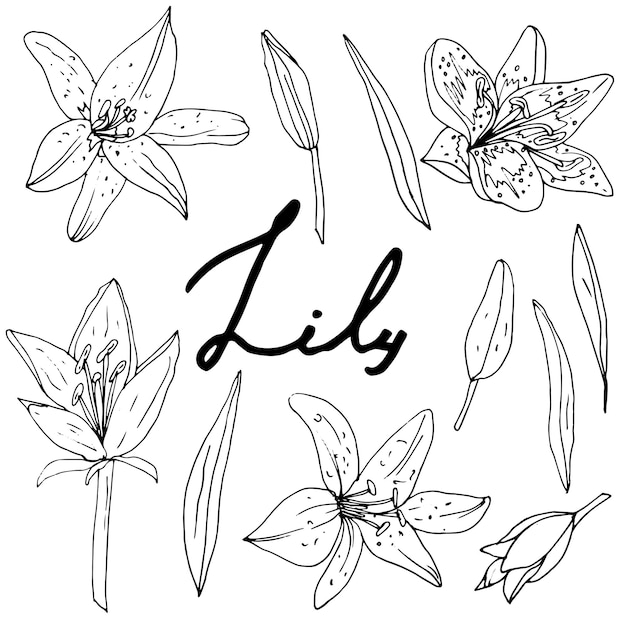 Set of flowers of a blooming orchid on an isolated white background The contour is hand drawn