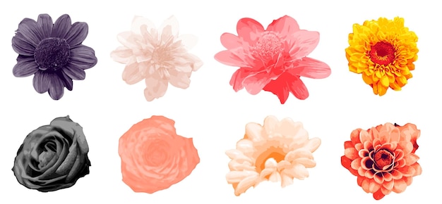 set of flowers isolated