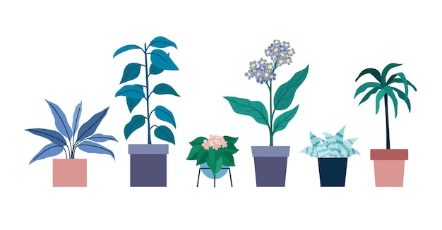 A set of flowers in pots