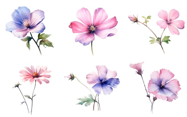 A set of flowers on a white background.