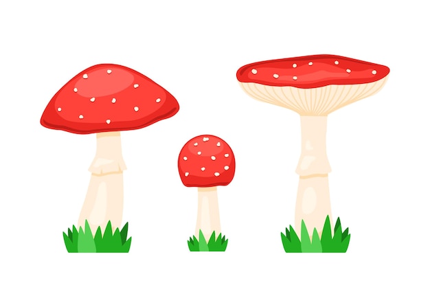 Set of fly agaric, amanita muscaria. red poison mushroom.