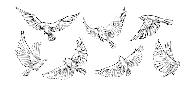 Set of flying birds. Vector outlines