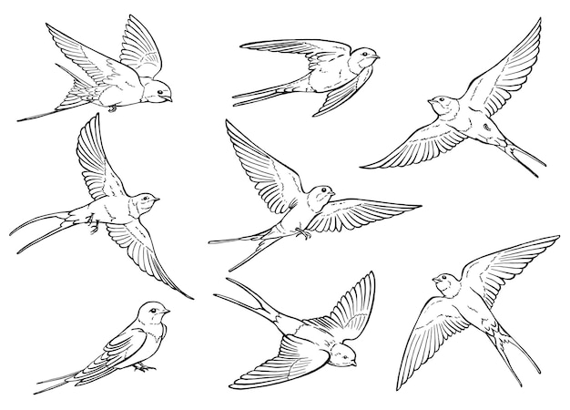 Set of flying swallow Hand drawn illustration converted to vector