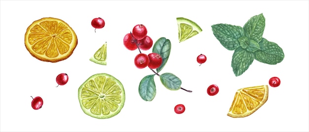 Set of forest berries citrus and mint branch Cowberries lime slices Watercolor illustration