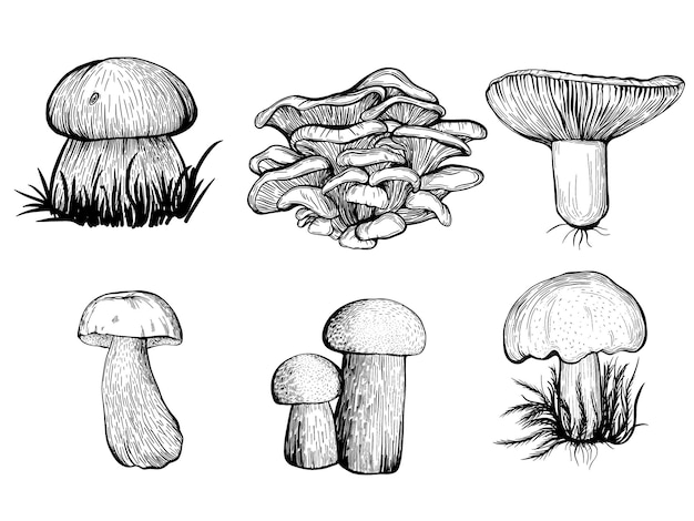 Набор лесных съедобных грибов. Векторная иллюстрация