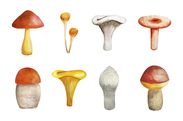 Набор лесных грибов, нарисованных акварелью
