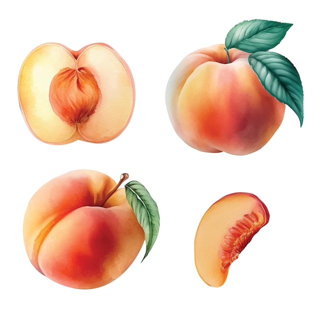 Set of four peach watercolor paint ilustration