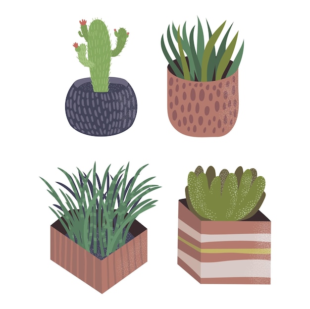 Set of four potted plants including cactus and succulents indoor houseplants collection home decor