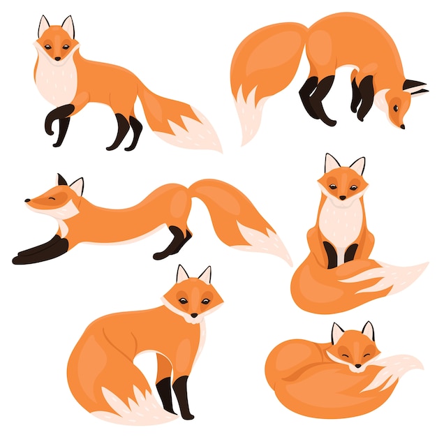 Set of foxes isolated