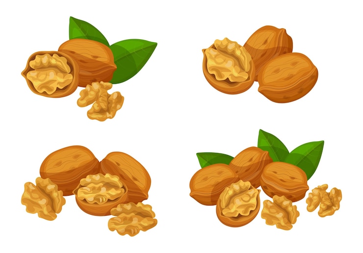 Vector set of fresh brown walnuts in cartoon style vector illustration of nuts large and small sizes on crowns with leaves in shell on white background