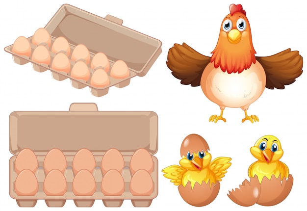 Vector set of fresh egg and chicken