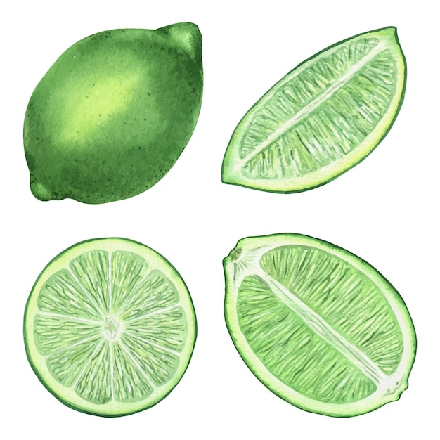 Set di un lime fresco e succoso e una fetta di lime illustrazioni ad acquerello ingrediente per cocktail