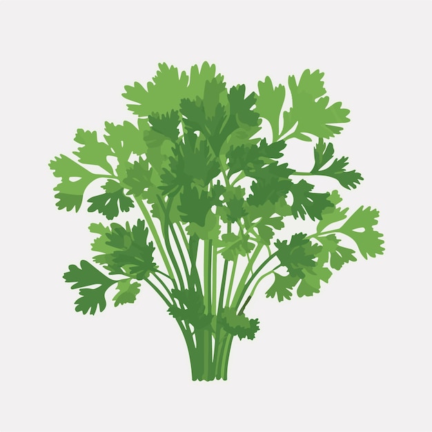 Vector set of fresh and organic parsley stickers with a natural vibe