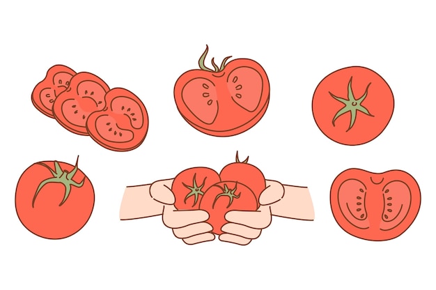 Vector set of fresh organic tomatoes