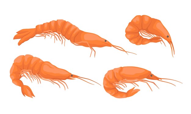 Set of fresh realistic orange shrimp with mustache and paws Vector illustration