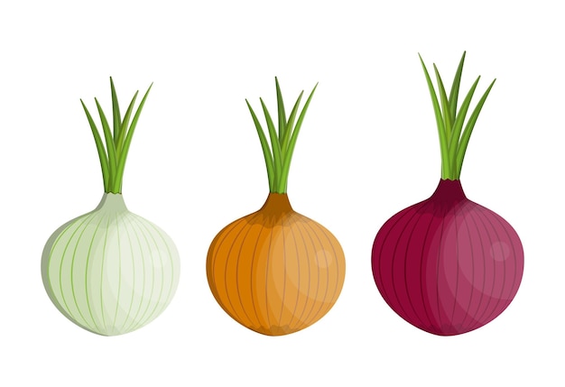 Vettore impostare l'icona isolata di cipolla fresca di verdure. cipolla per il mercato agricolo, disegno di ricetta di insalata vegetariana. illustrazione vettoriale in stile piatto.