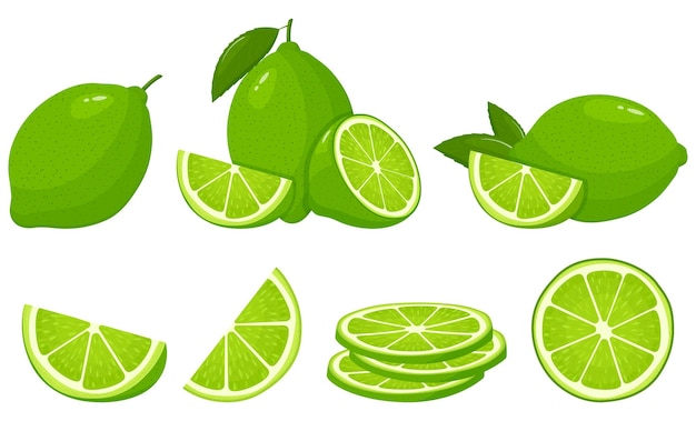 Vector set of fresh whole half cut slice lime fruits isolated on white background summer fruits for healthy lifestyle organic fruit cartoon style vector illustration for any design