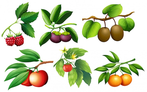 A set of fruit and branch