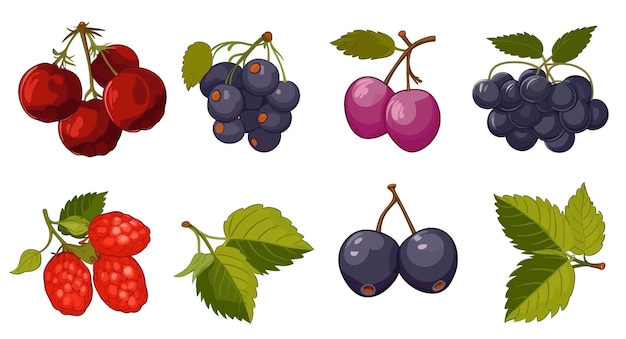 Set of fruits and berries with blueberry grapes cherry other drawing isolated on white background