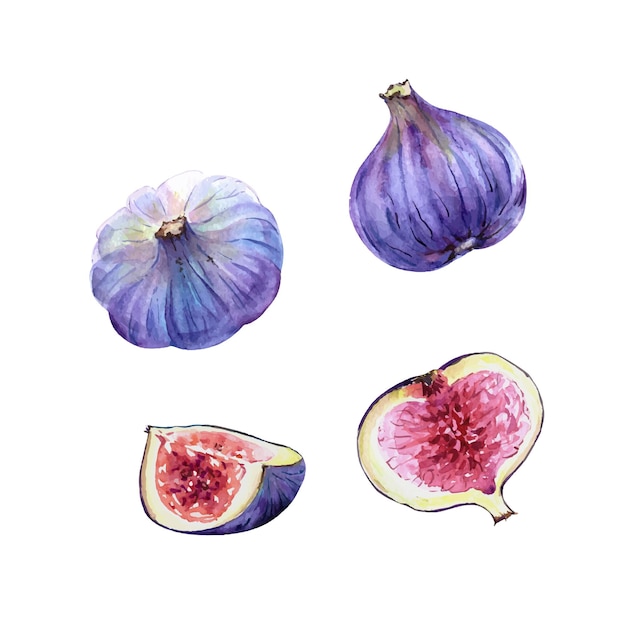 Set of fruits figs vector watercolor purple fruits and slices