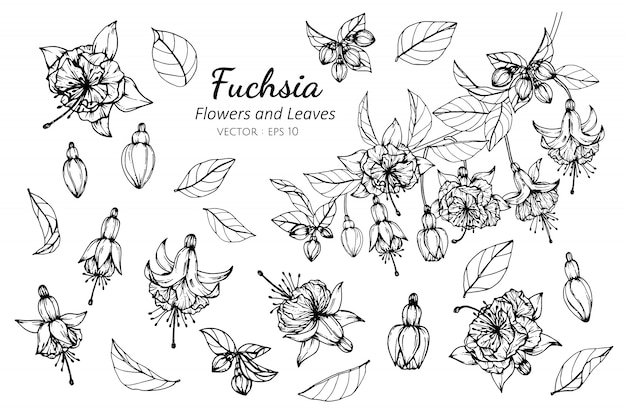 set of fuchsia flower and leaves drawing illustration.