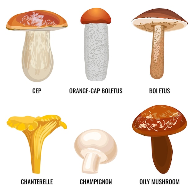 真菌やキノコのセットは、白い背景の上のイラストをベクトルします。セップポルチーニ、オレンジキャップのポルチーニ、アンズタケ、おいしいシャンピニオン、オイリーマッシュルーム