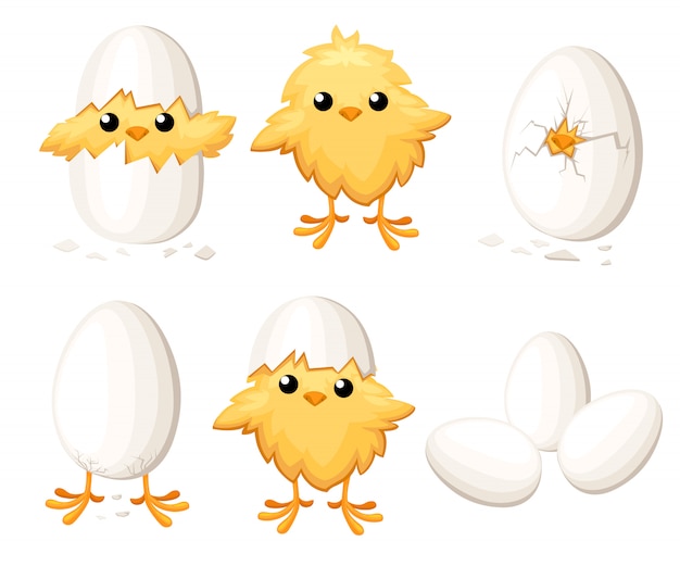 Vector set of funny chicken in egg for easter decoration cartoon   clipart yellow bird in an egg shell  illustration on white background