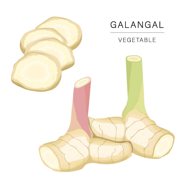 Vector set of galangal vegetable slices.