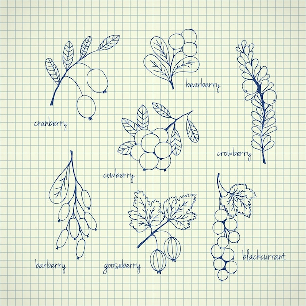 Set of garden and wild handdrawn sketch berries