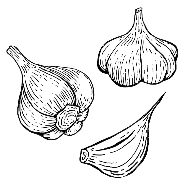 Set of garlic illustrations