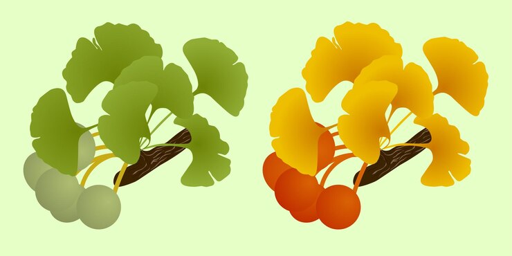 Vector set gingko biloba twig with fruit