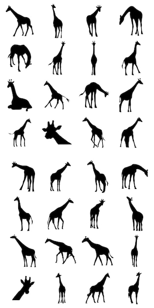 Vector set of giraffe silhouette isolated on white background