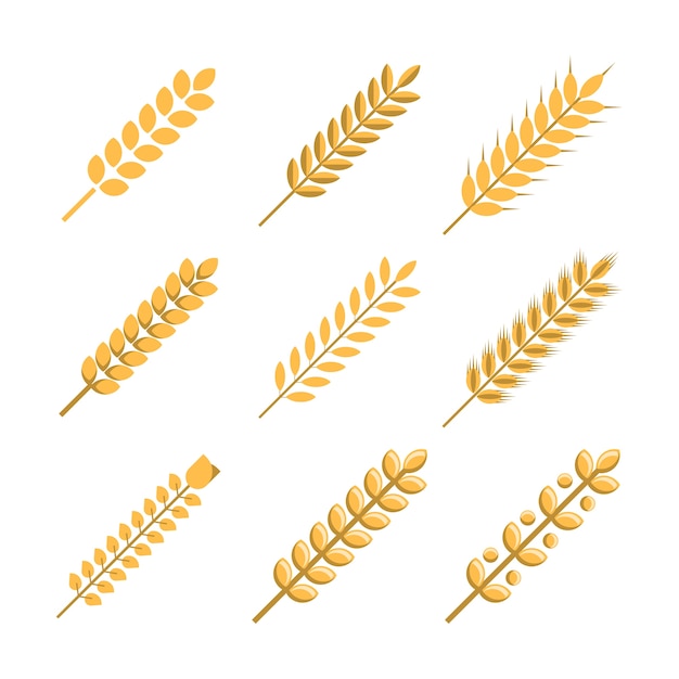 Vector set of gold wheat vector