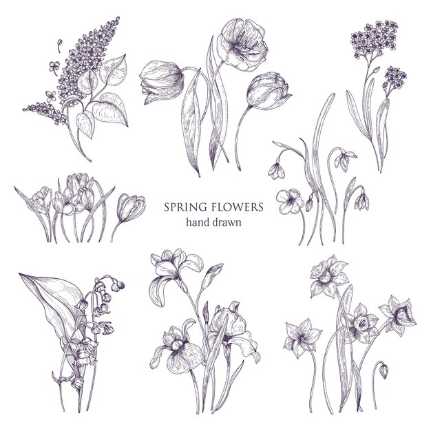 Vector set of gorgeous botanical drawings of spring flowers tulip lilac narcissus forgetmenot