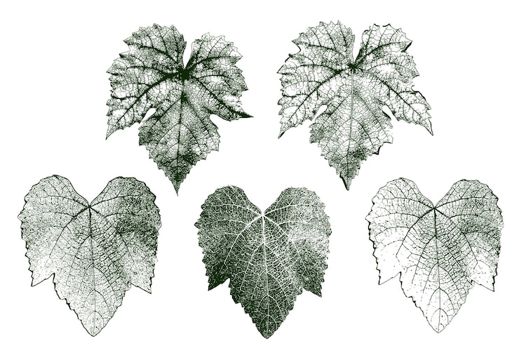 Vector set of grape vector leaves with details
