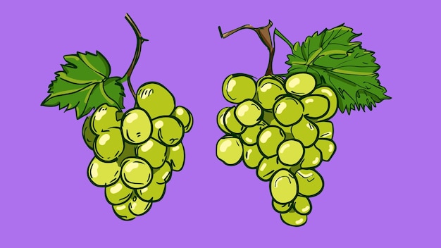 Vettore set di uva frutta illustrazione vettoriale in una linea di stile di schizzo piatto disegnato a mano schizzo colorato