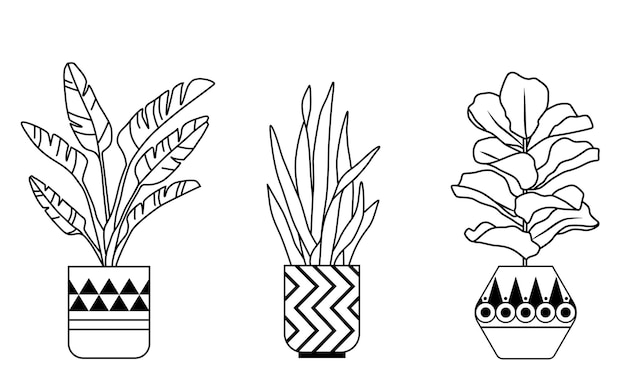 Set of graphic house indoor plants potted banana sansevieria ficus lyrata hand drawn illustrations