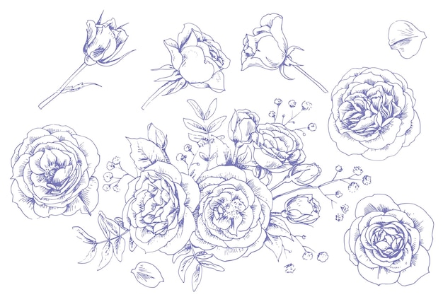 Vector set of graphic roses