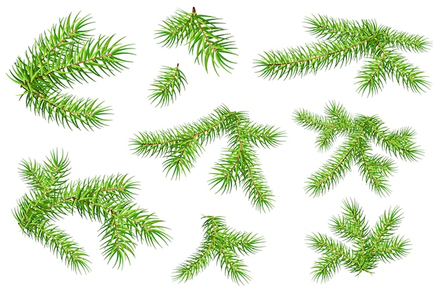 Vector set of green fluffy fir pine branches isolated on white background