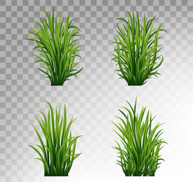 A set of green grass on a transparent background.