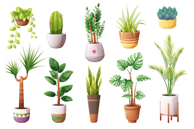 set of green indoor plants in flower pots snake plant zz plant spider plant majesty palm dracaena golden pothos monstera ficus elastica echeveria cactus
