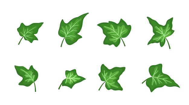 Set of green ivy leaves isolated on white background Vector flat cartoon illustrations