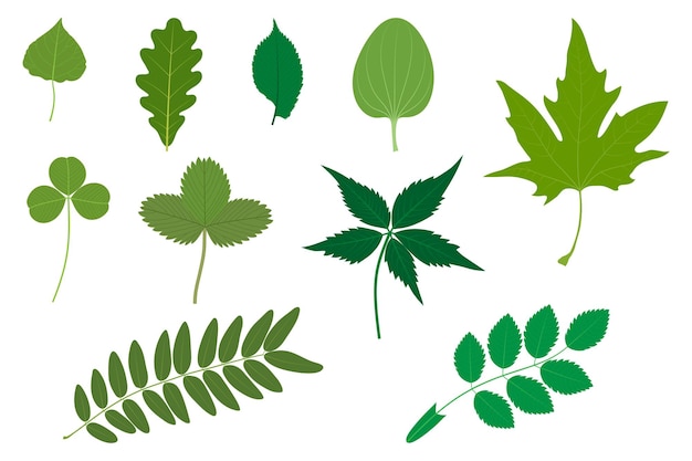 Vector set of green leaves examples of simple and compound leaves