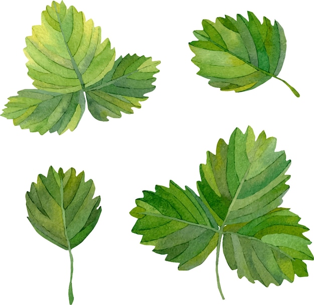 set of green leaves A set of watercolor green strawberry leaves Strawberry branches and leaves