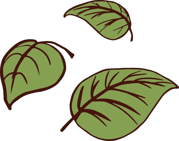 Set di foglie verdi semplice doodle per l'arredamento