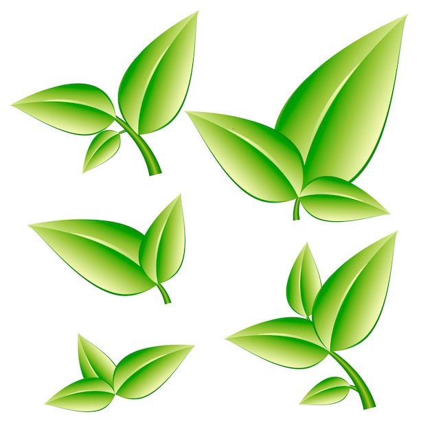 Set of Green leaves on a white background Vector illustration of ecology concept