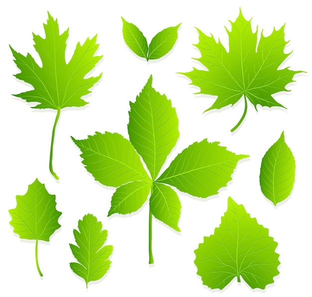 Set of green leaves on white background vector