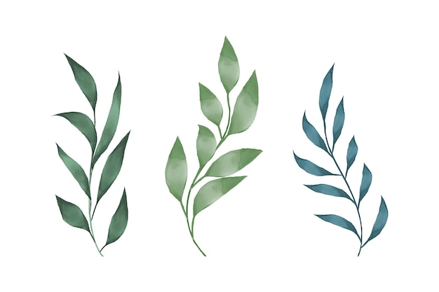 A set of green leaves with the word olive on them